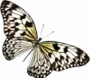 butterfly-layer-2